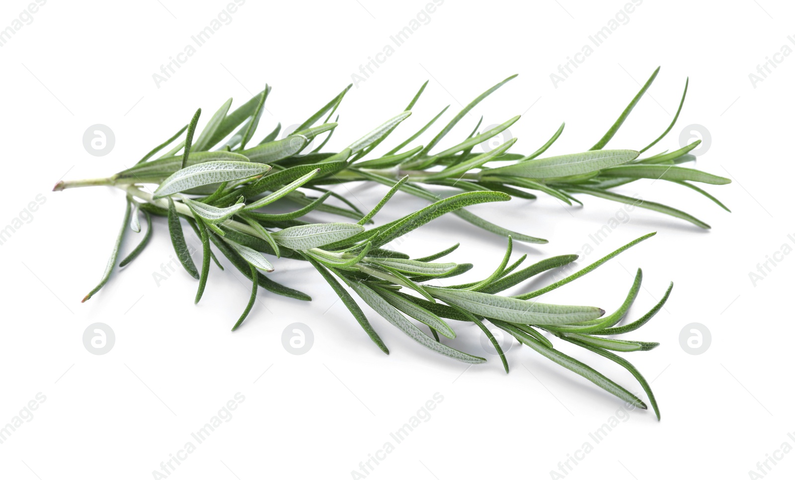 Photo of Fresh green rosemary twigs isolated on white