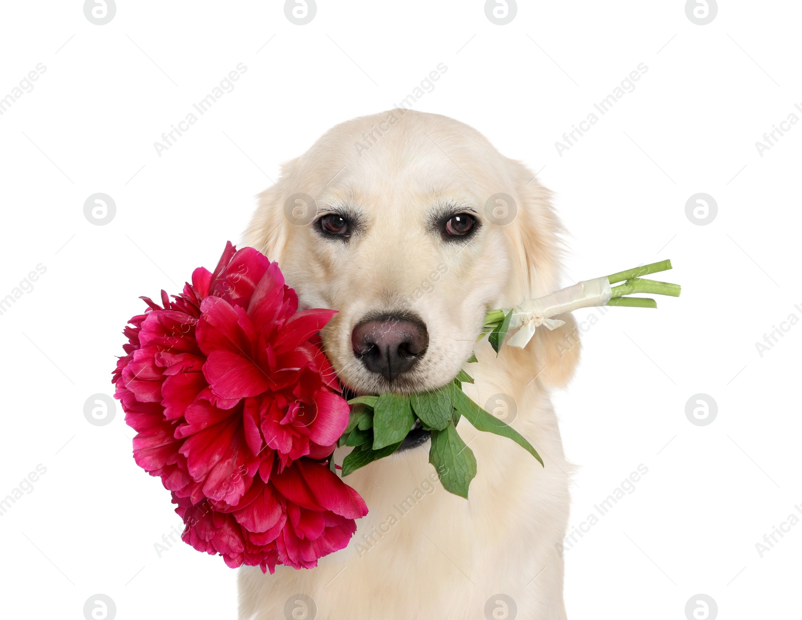 Photo of Cute Labrador Retriever with beautiful peony flowers on white background