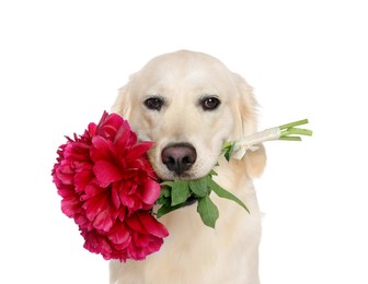 Cute Labrador Retriever with beautiful peony flowers on white background