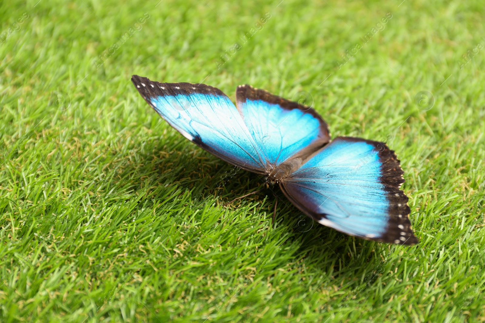 Photo of Beautiful Blue Morpho butterfly on green grass outdoors