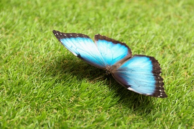 Beautiful Blue Morpho butterfly on green grass outdoors