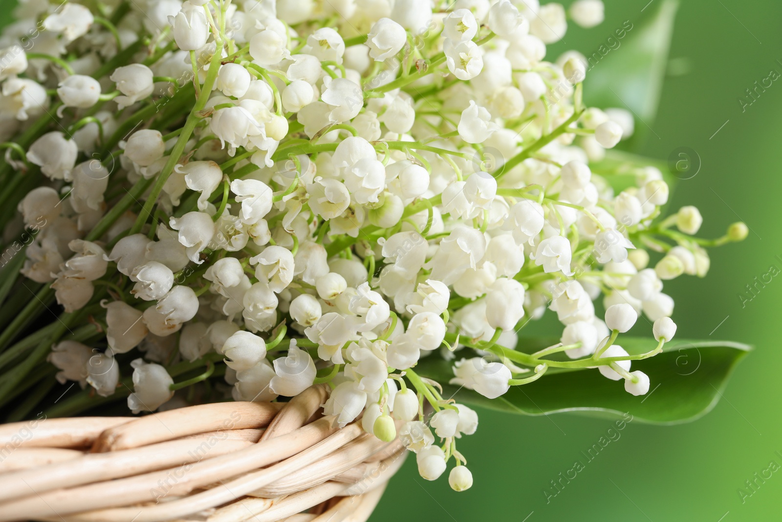 Photo of Wicker basket with beautiful lily of the valley flowers on blurred green background, closeup