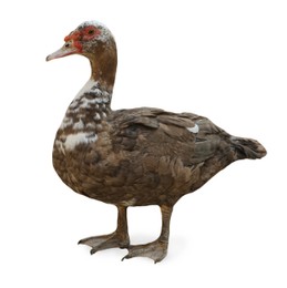 Domestic duck isolated on white. Farm animal