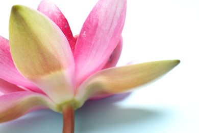 Photo of Beautiful blooming pink lotus flower on light background, closeup