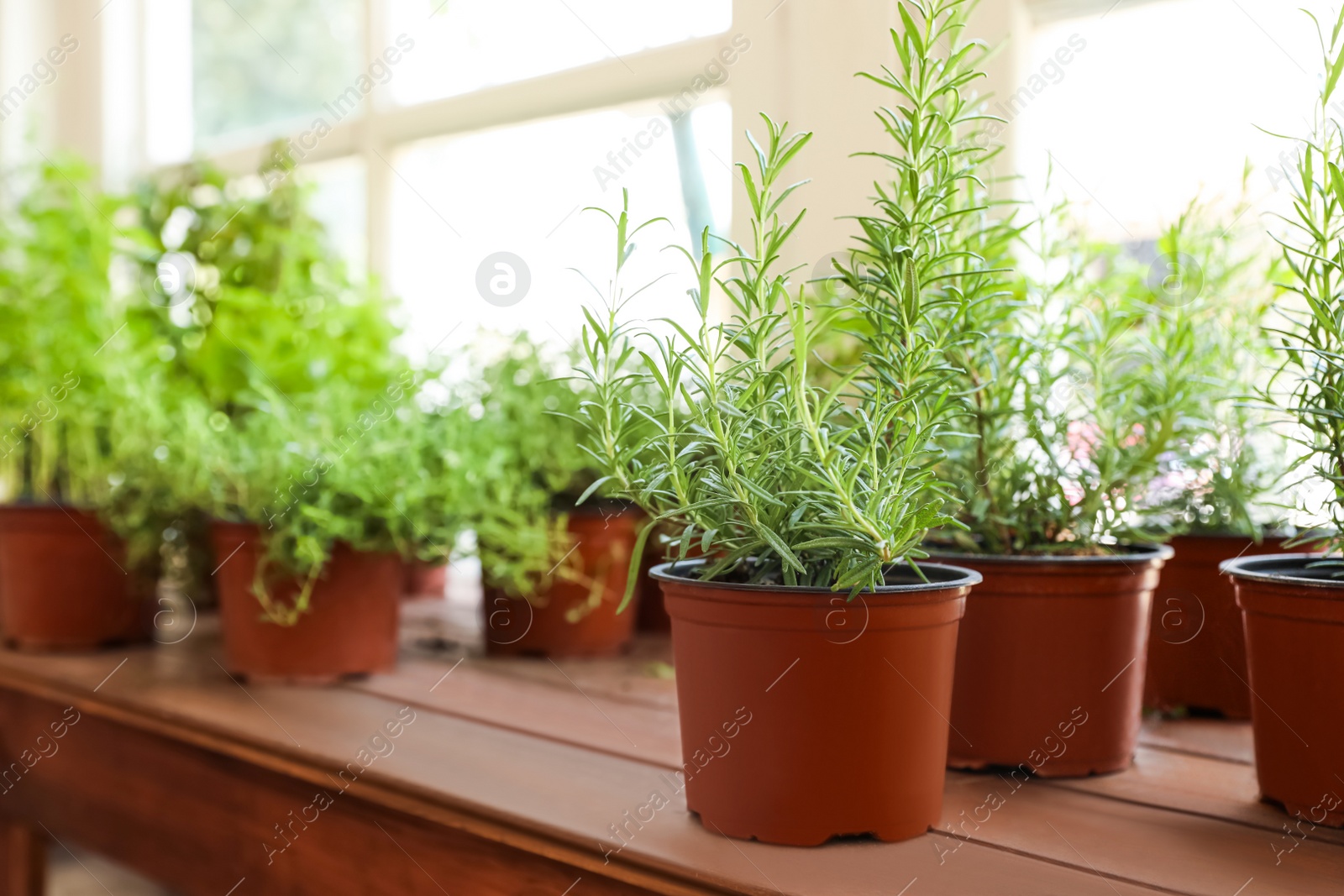 Photo of Fresh potted home plants on wooden sill at window, space for text