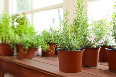 Fresh potted home plants on wooden sill at window, space for text