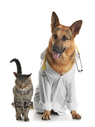 Photo of Cat and dog with stethoscope dressed as veterinarian on white background