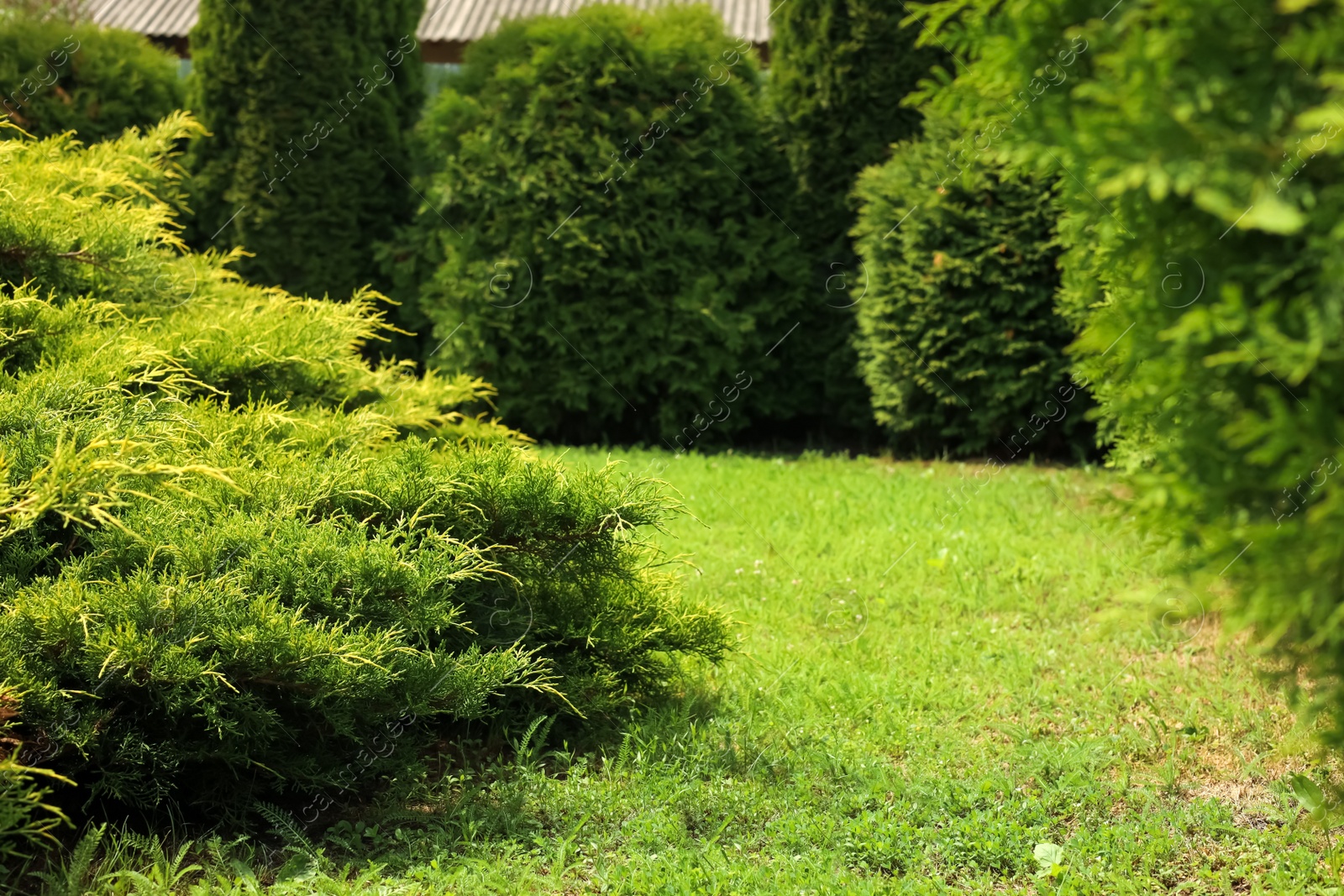 Photo of Beautiful view of green lawn, bushes and coniferous trees outdoors on spring day