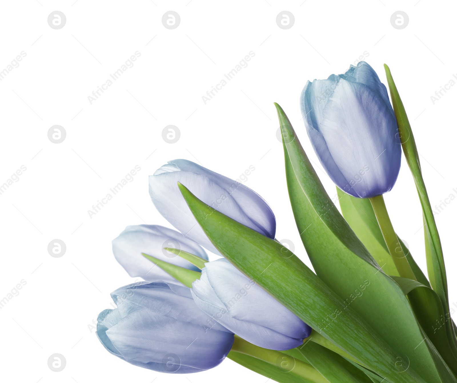 Image of Beautiful light blue tulips isolated on white. Bright flowers