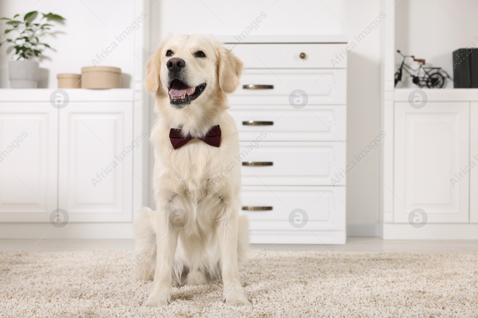 Photo of Cute Labrador Retriever with stylish bow tie indoors. Space for text