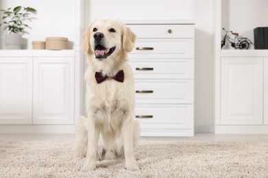 Cute Labrador Retriever with stylish bow tie indoors. Space for text
