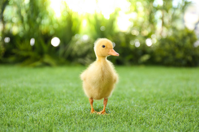 Cute fluffy baby duckling on green grass outdoors