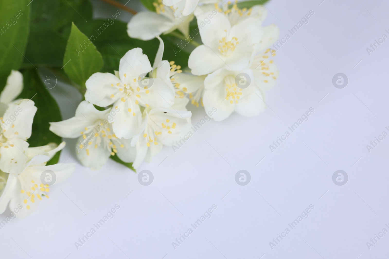 Photo of Beautiful jasmine flowers on white background, closeup. Space for text