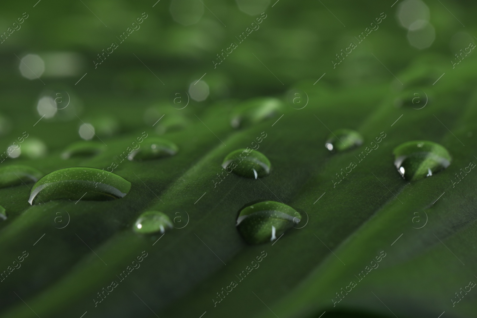 Photo of Green leaf with dew drops as background, closeup