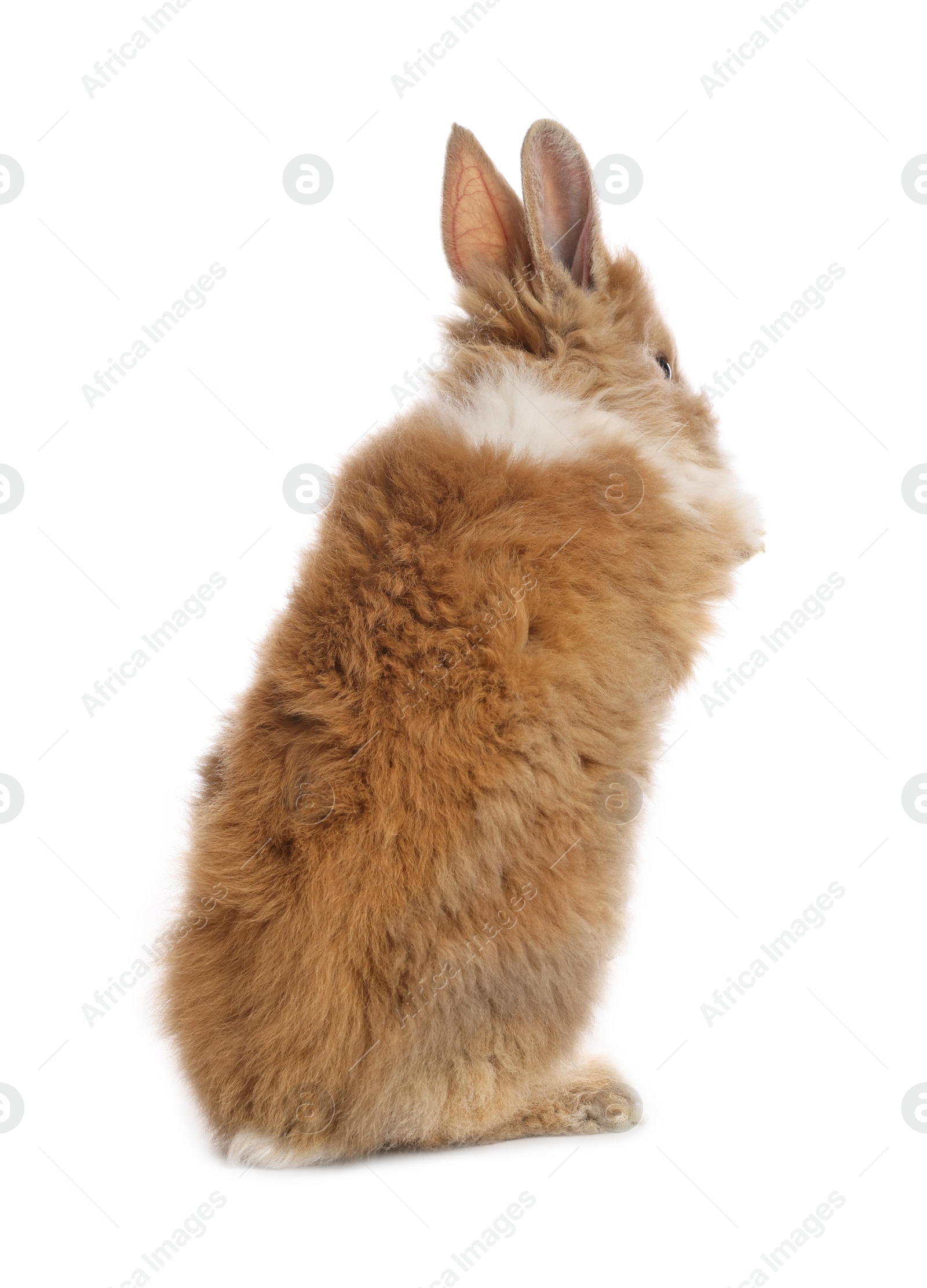 Photo of Cute fluffy pet rabbit isolated on white, back view