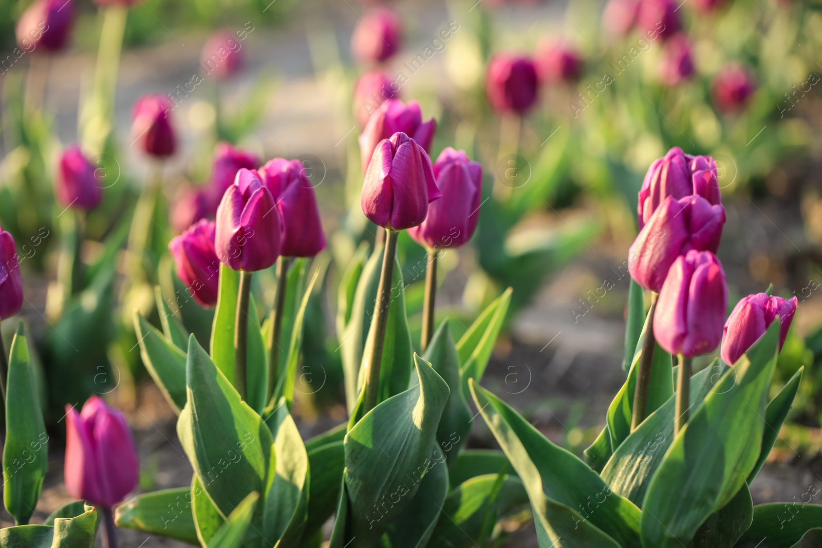 Photo of Field with fresh beautiful tulips, closeup. Blooming spring flowers