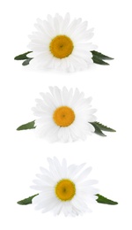 Image of Set of beautiful chamomile flowers on white background 