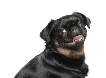 Photo of Adorable black Petit Brabancon dog on white background