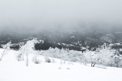 Picturesque view of trees and plants covered with snow in mountains on winter day