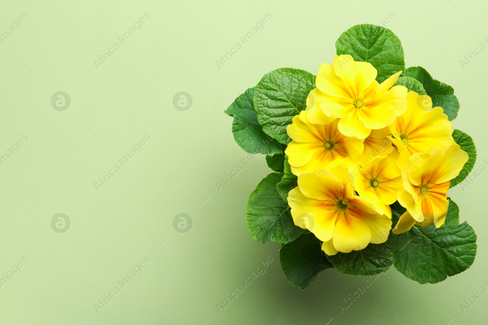 Photo of Primrose Primula Vulgaris flowers on green background, top view with space for text. Spring season