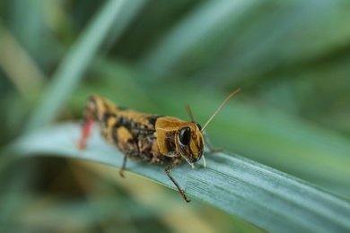 Photo of Common grasshopper on green leaf outdoors. Wild insect