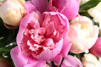 Closeup view of beautiful fragrant peony flowers