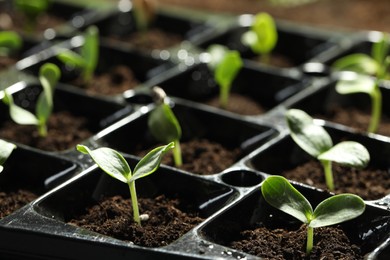 Photo of Seedling tray with young vegetable sprouts, closeup