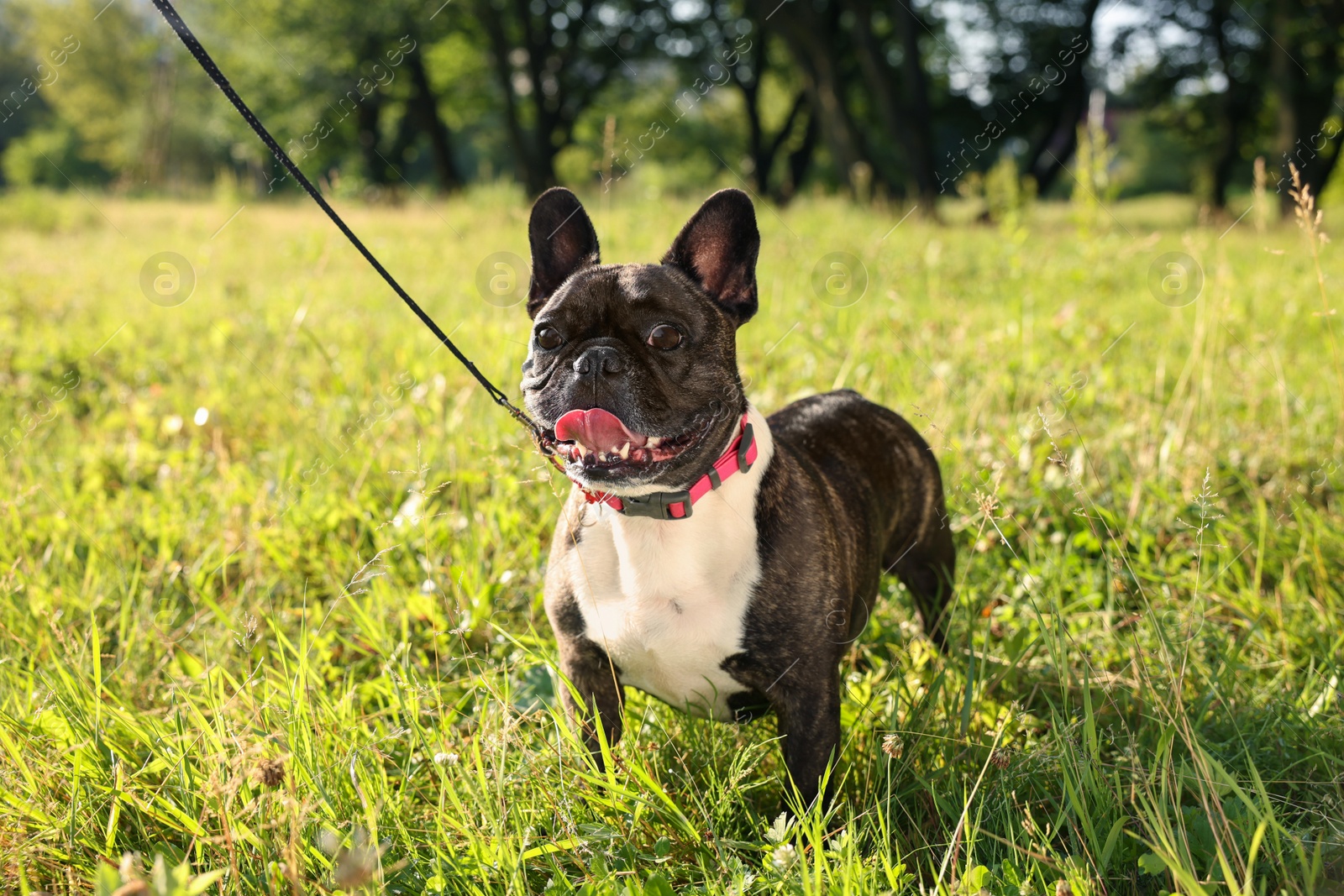 Photo of Cute French Bulldog walking on green grass outdoors