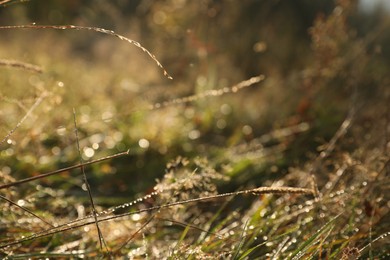 Beautiful meadow plants with morning dew outdoors