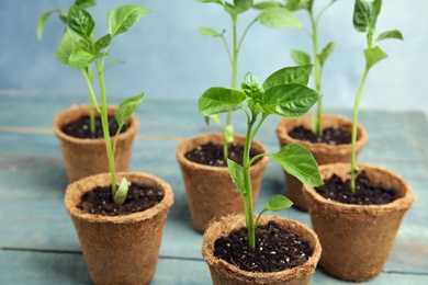 Vegetable seedlings in peat pots on blue wooden table