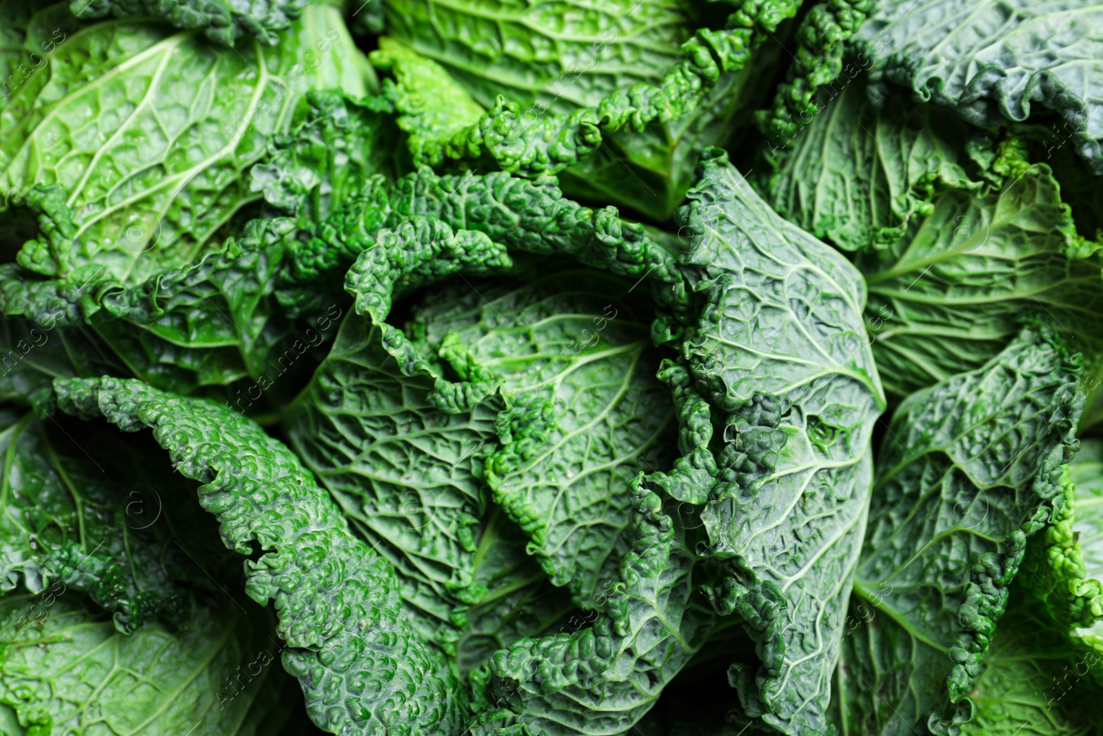 Photo of Fresh ripe savoy cabbage as background, closeup