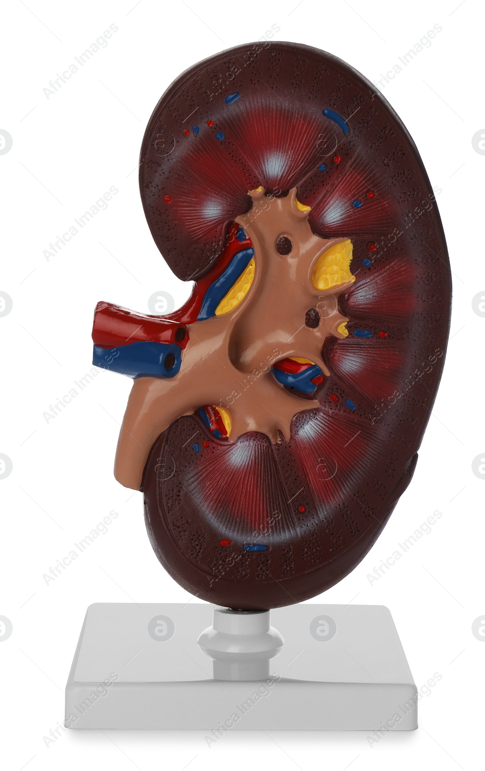 Photo of Educational plastic kidney model on white background