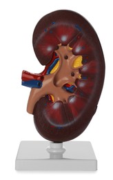 Educational plastic kidney model on white background
