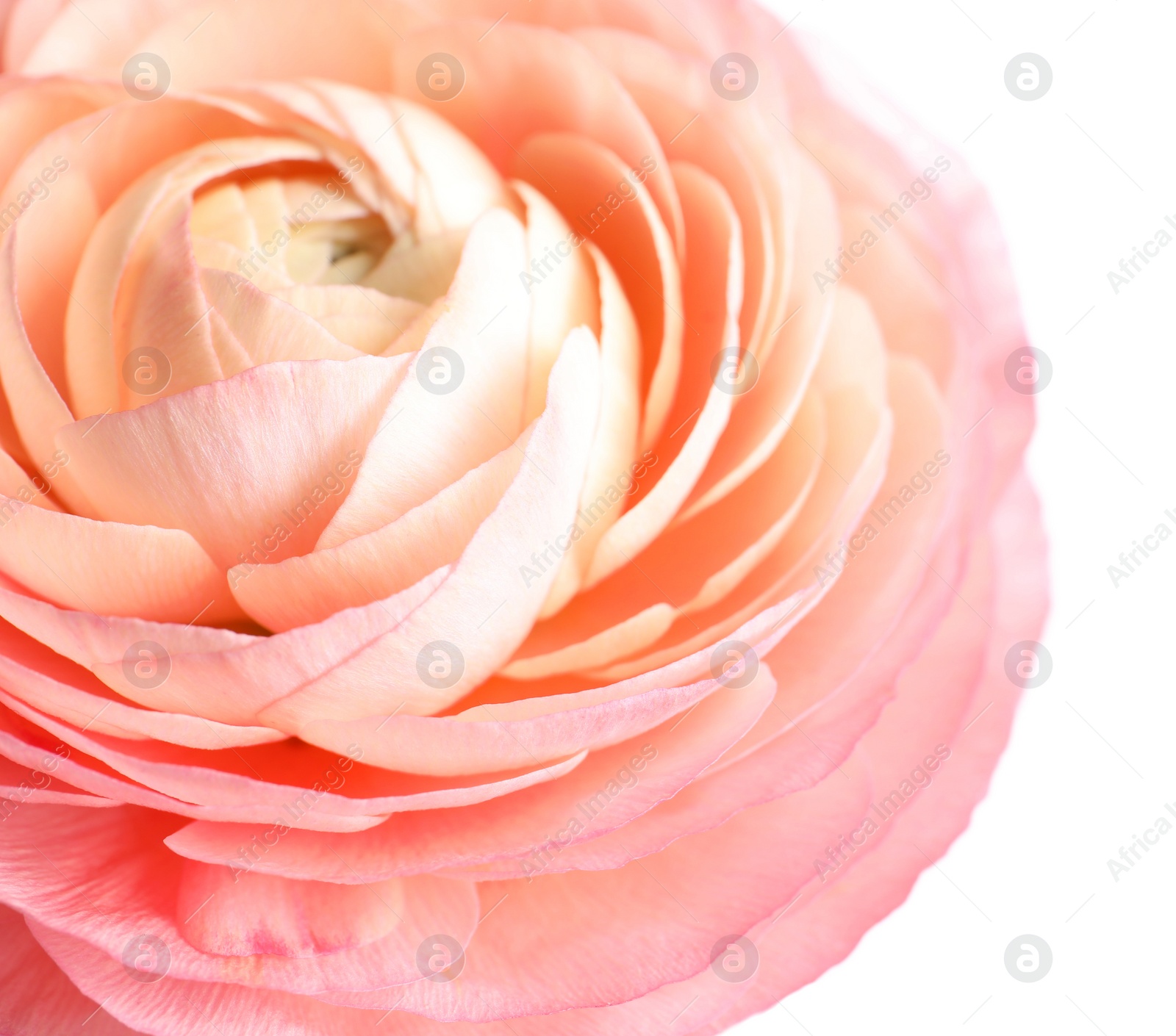 Photo of Beautiful fresh ranunculus flower on white background, closeup