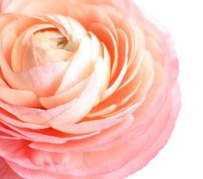 Beautiful fresh ranunculus flower on white background, closeup