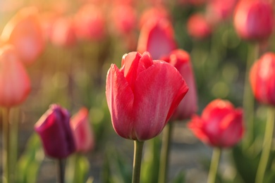 Photo of Closeup view of beautiful fresh tulips on field, space for text. Blooming spring flowers