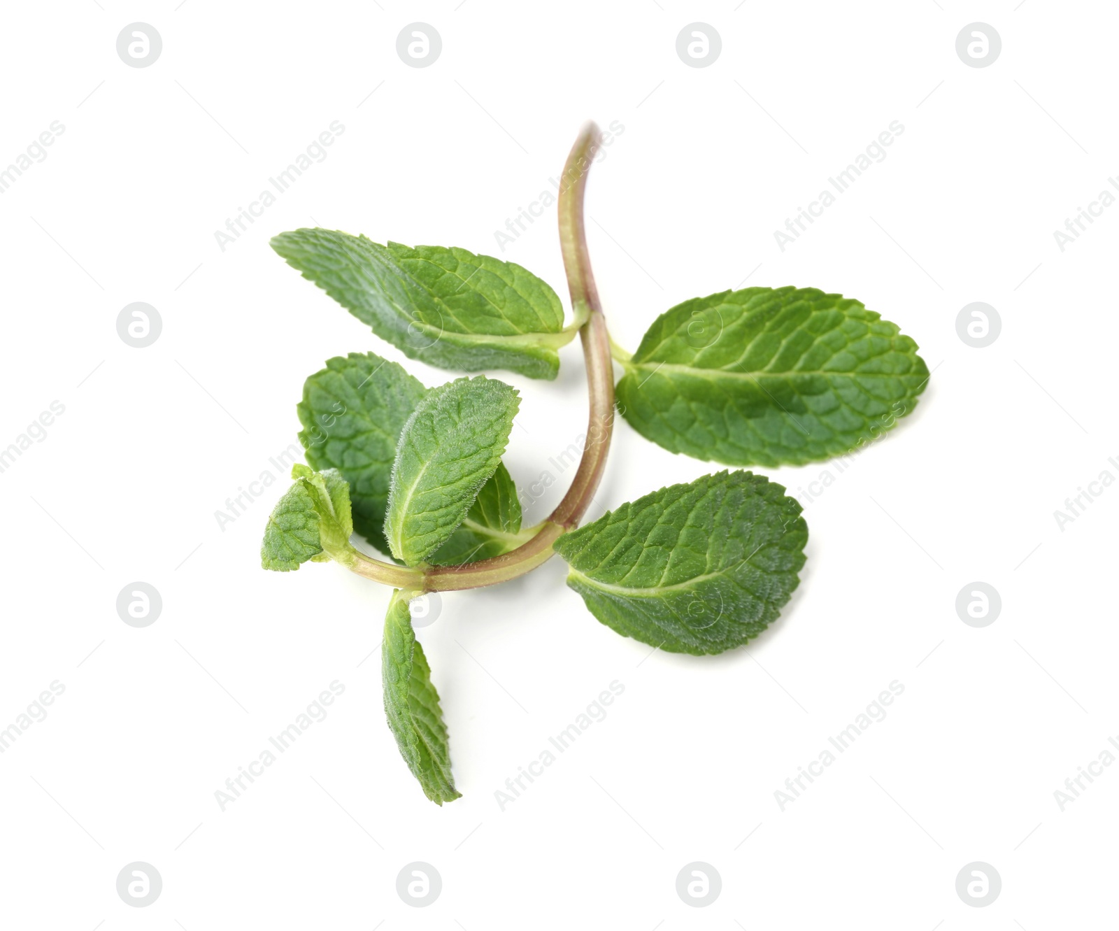 Photo of Twig of fresh mint isolated on white