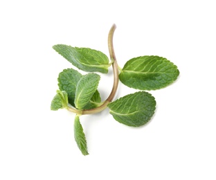 Twig of fresh mint isolated on white