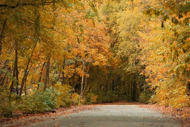 Photo of Trees and bushes with colorful leaves near rural road on autumn day