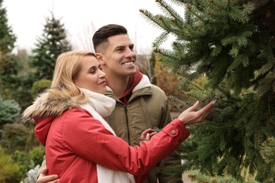 Couple choosing Christmas tree at market outdoors