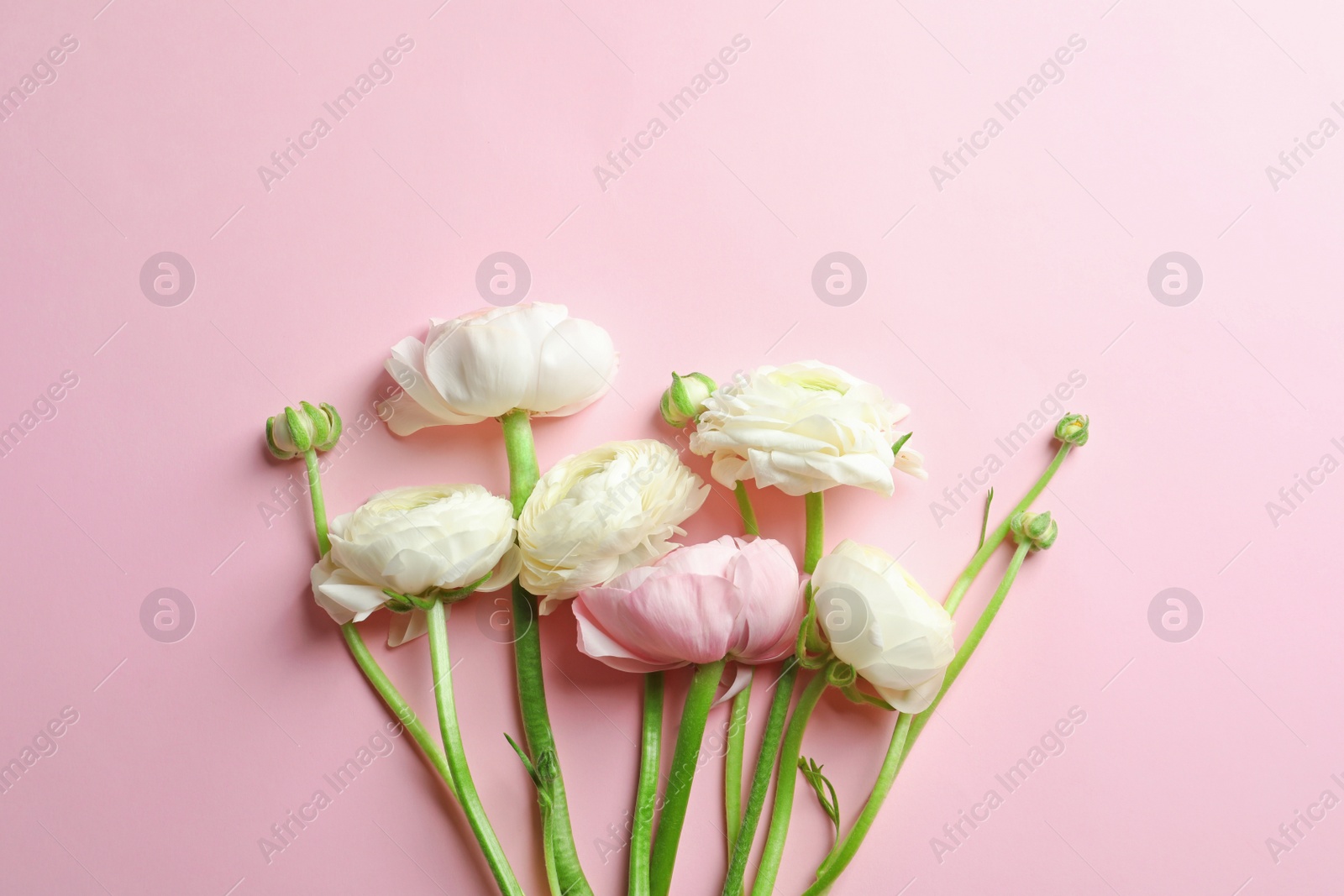 Photo of Beautiful ranunculus flowers on color background