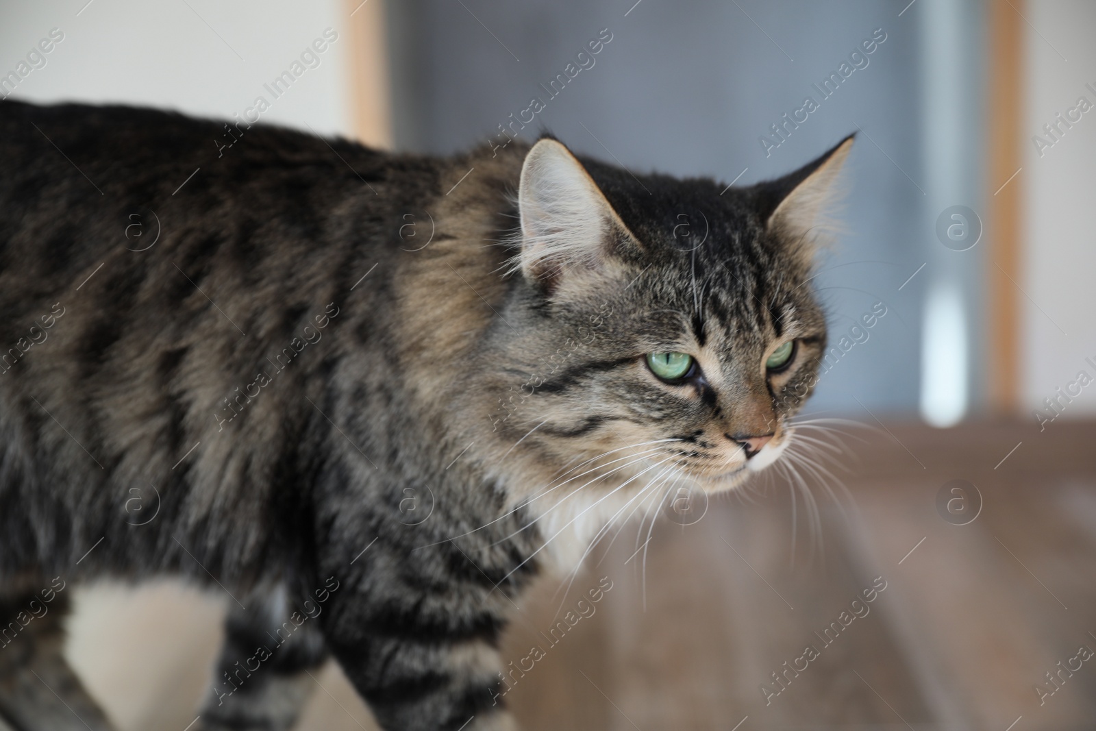 Photo of Adorable cat on blurred background, closeup view