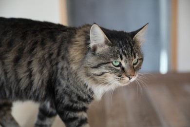 Adorable cat on blurred background, closeup view