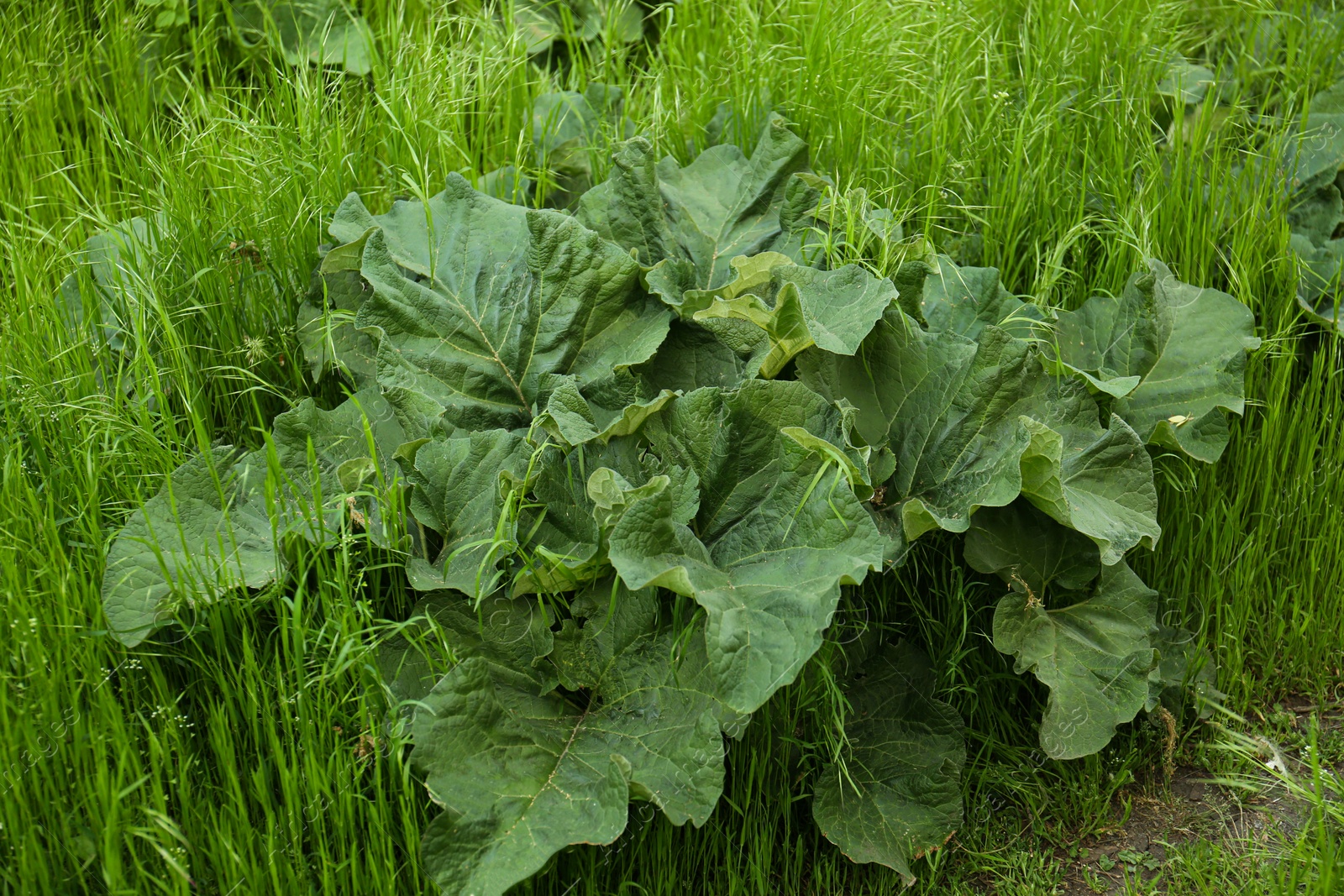 Photo of Burdock plant growing and green grass outdoors