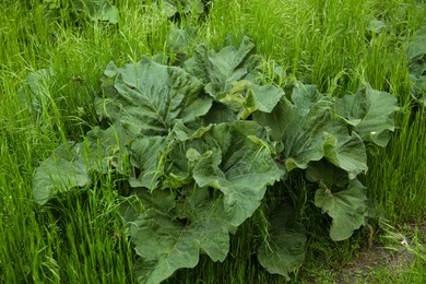 Burdock plant growing and green grass outdoors