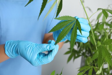 Photo of Doctor near fresh hemp plant on white background, closeup. Medical cannabis
