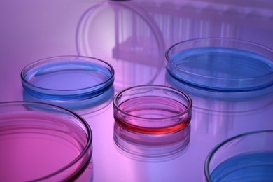 Photo of Petri dishes with samples on table, toned in pink and blue