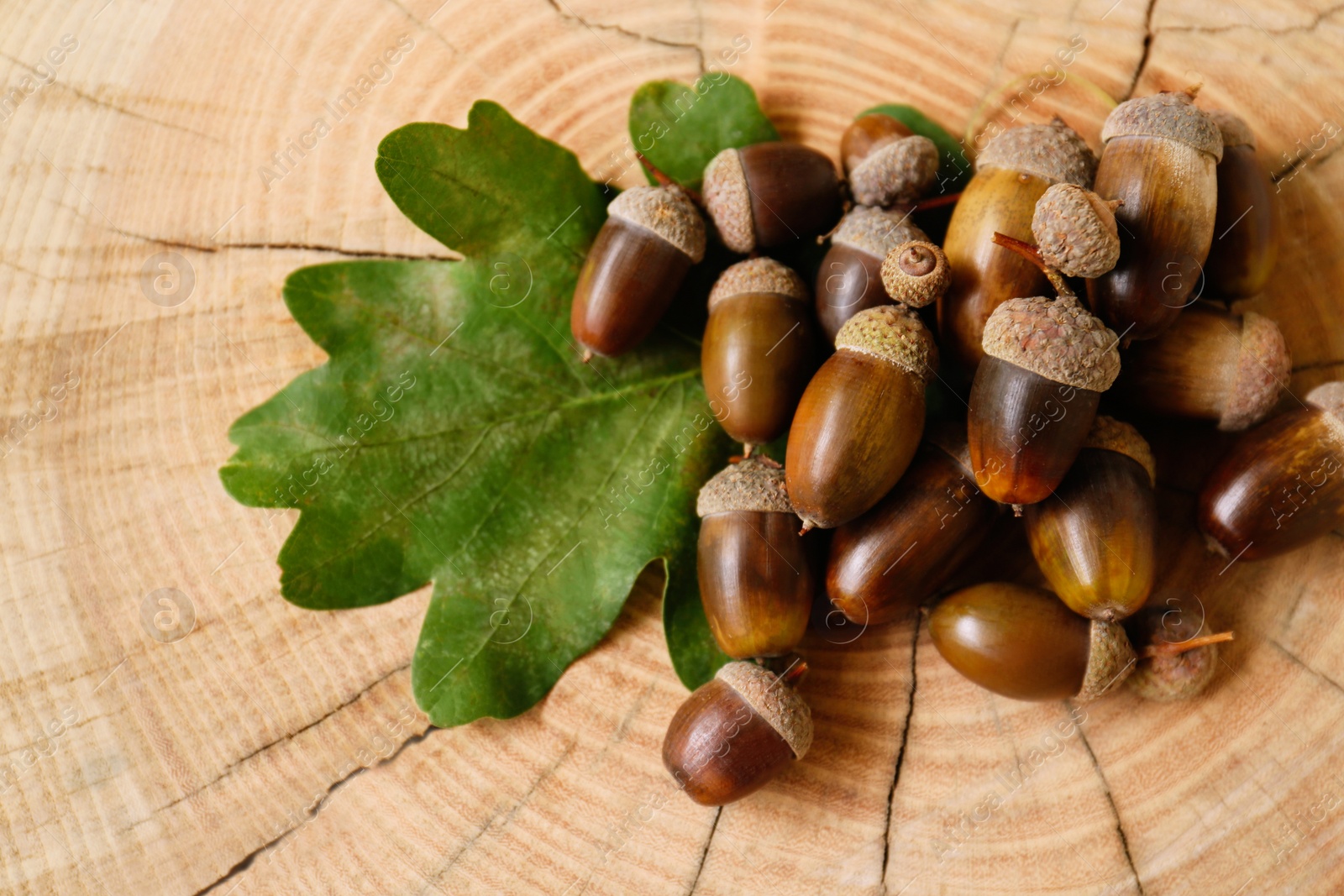 Photo of Pile of acorns and green oak leaf on tree stump. Space for text