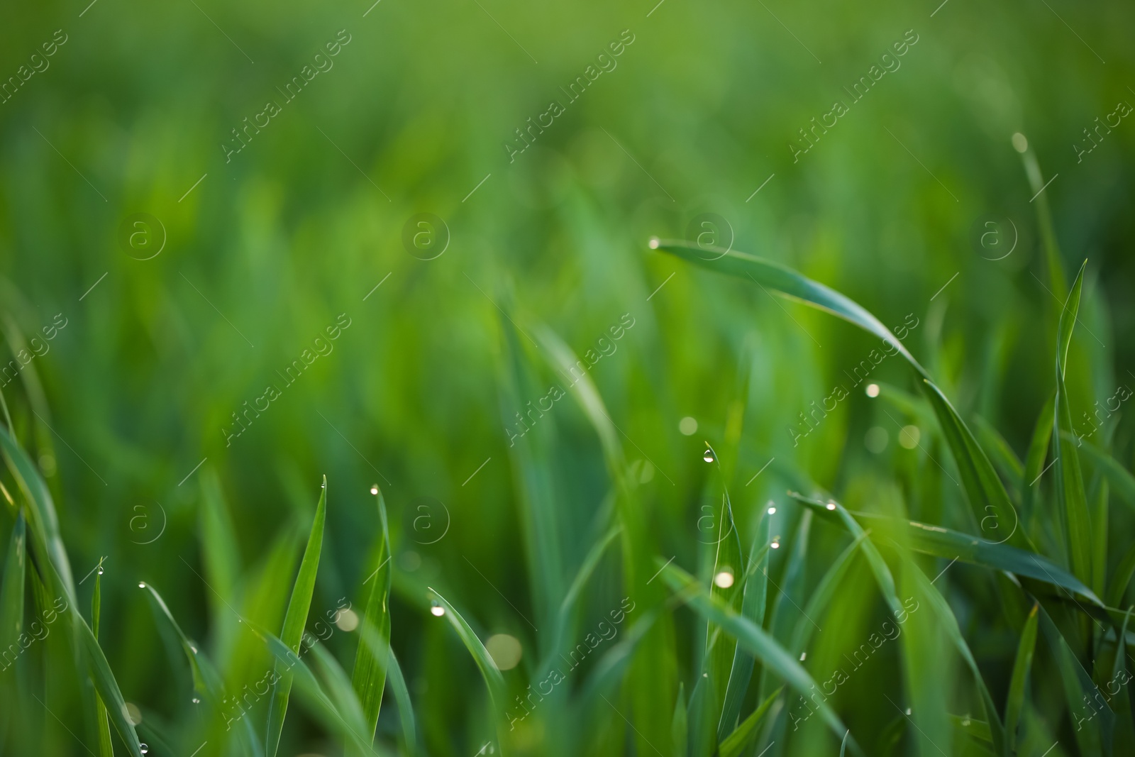 Photo of Young green grass with dew drops in field on spring morning