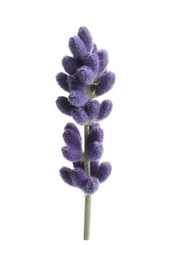 Photo of Beautiful lavender flower isolated on white. Fresh herb